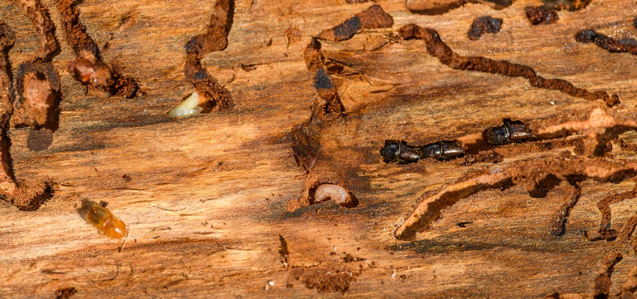 our-story Detailed macro shot of beetles and larvae on wood, showcasing nature's complexity.