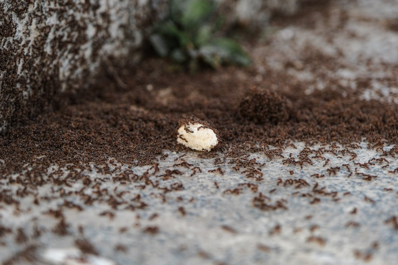 A large colony of ants swarming over a piece of food outdoors on a stone surface.